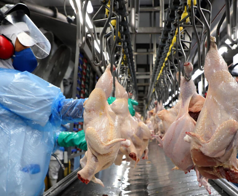 Depois de abrirem o mês (1ª semana, com 5 dias úteis) embarcando diariamente 27.023 toneladas, as exportações de carne de frango da 2ª semana de novembro (também com 5 dias úteis) recuaram mais de 40%, ficando limitadas a 15.896 toneladas diárias. Mas recuperaram-se na 3ª semana (mais curta, com 4 dias úteis), alcançando a marca de 27.271 toneladas, por ora o melhor desempenho do mês.