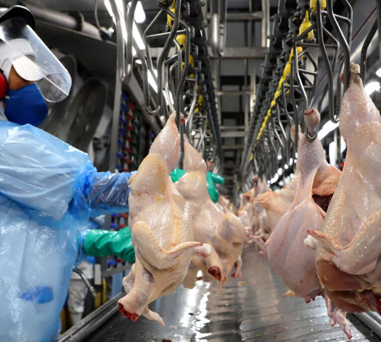 Depois de abrirem o mês (1ª semana, com 5 dias úteis) embarcando diariamente 27.023 toneladas, as exportações de carne de frango da 2ª semana de novembro (também com 5 dias úteis) recuaram mais de 40%, ficando limitadas a 15.896 toneladas diárias. Mas recuperaram-se na 3ª semana (mais curta, com 4 dias úteis), alcançando a marca de 27.271 toneladas, por ora o melhor desempenho do mês.