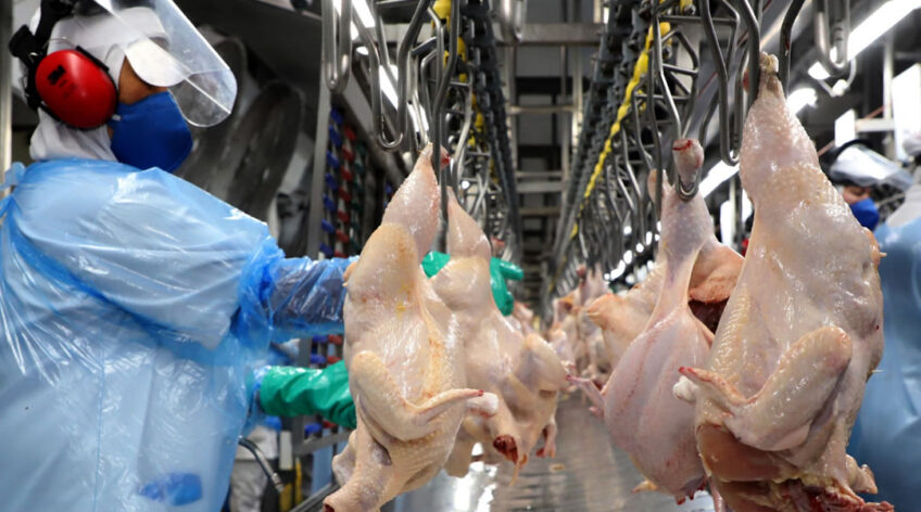 Depois de abrirem o mês (1ª semana, com 5 dias úteis) embarcando diariamente 27.023 toneladas, as exportações de carne de frango da 2ª semana de novembro (também com 5 dias úteis) recuaram mais de 40%, ficando limitadas a 15.896 toneladas diárias. Mas recuperaram-se na 3ª semana (mais curta, com 4 dias úteis), alcançando a marca de 27.271 toneladas, por ora o melhor desempenho do mês.
