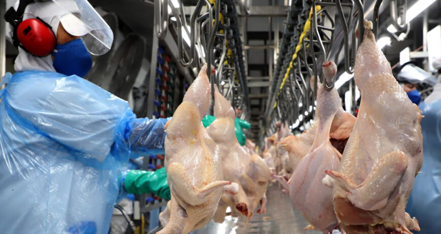 Depois de abrirem o mês (1ª semana, com 5 dias úteis) embarcando diariamente 27.023 toneladas, as exportações de carne de frango da 2ª semana de novembro (também com 5 dias úteis) recuaram mais de 40%, ficando limitadas a 15.896 toneladas diárias. Mas recuperaram-se na 3ª semana (mais curta, com 4 dias úteis), alcançando a marca de 27.271 toneladas, por ora o melhor desempenho do mês.