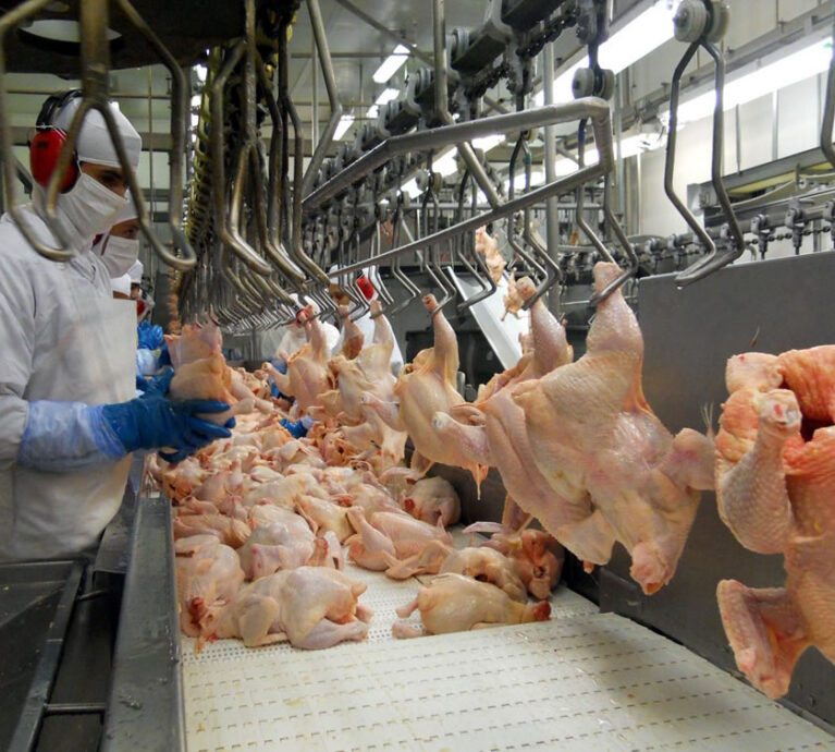 À primeira vista, o volume de carne de frango in natura embarcado na primeira semana de setembro (1 a 6, cinco dias úteis) já sinaliza novo recorde, porquanto a média diária alcançada – 25.618 toneladas – supera todos os resultados anteriores – e não só os dos últimos 13 meses, mas de toda a história das exportações do produto.