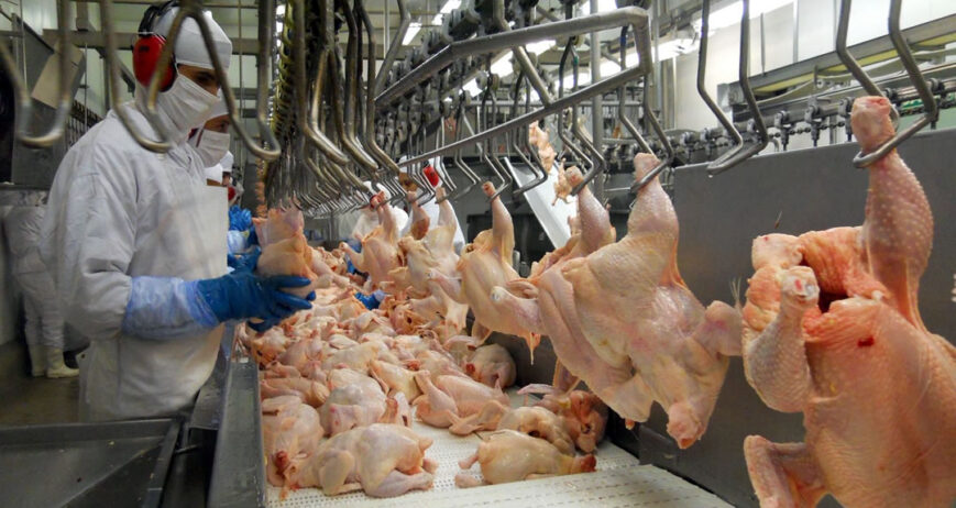 À primeira vista, o volume de carne de frango in natura embarcado na primeira semana de setembro (1 a 6, cinco dias úteis) já sinaliza novo recorde, porquanto a média diária alcançada – 25.618 toneladas – supera todos os resultados anteriores – e não só os dos últimos 13 meses, mas de toda a história das exportações do produto.