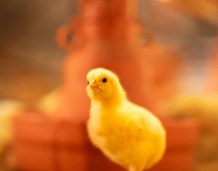 Nossa História
